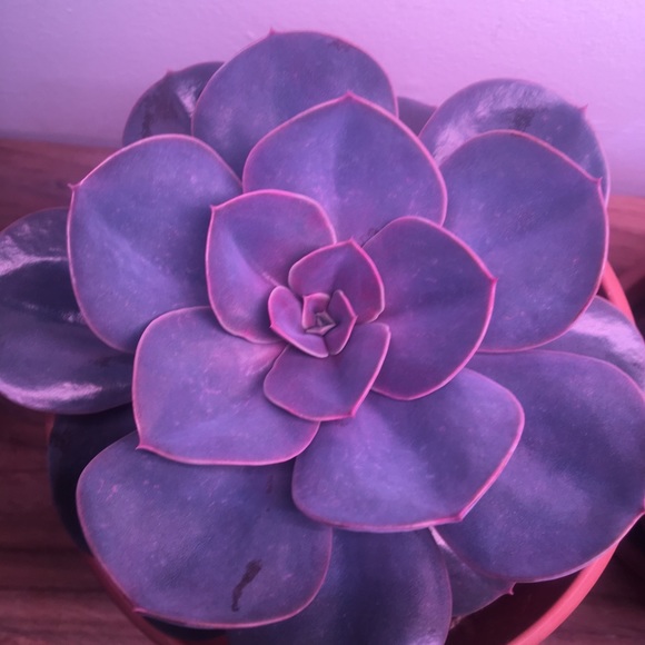 Meet your Posher, Trevor - Picture 3 of 6